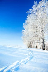 Crédence de cuisine en verre imprimé Hiver paysage d& 39 hiver avec le ciel bleu, un sentier et les forêts