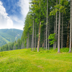 pine wood on the hillside