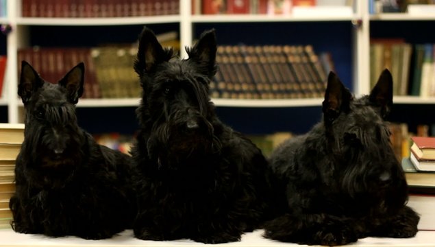 three dogs in the library