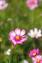 Cosmos flower in the field
