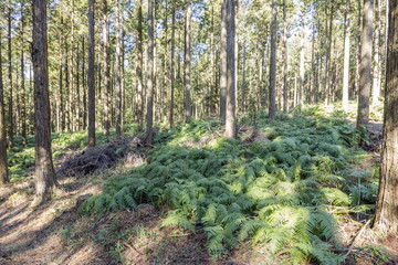 Fototapeta premium 林の下に生えているシダ