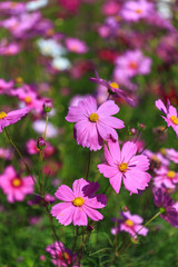 Fototapeta na wymiar Pink Cosmos flower in the field