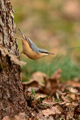 picchio muratore (Sitta europaea)