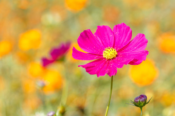 Pink Cosmos flower in the field