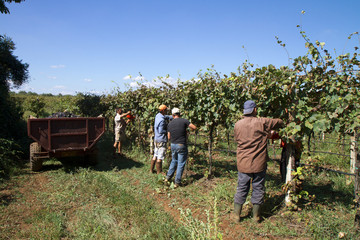 harvesting time