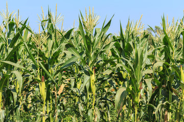 Obraz premium A green field of corn growing up at Thailand