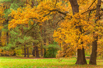 spreading oak tree with yellow leaves in autumn park