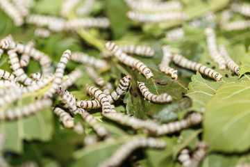 Silk worm eating mulberry green leaf