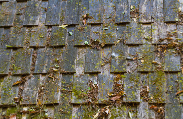 Pattern of wooden roof and moss of old house