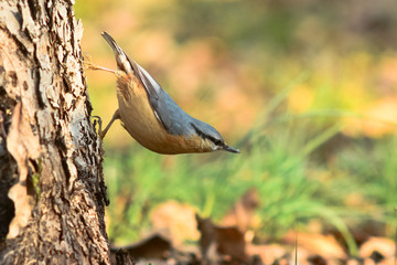 picchio muratore (Sitta europaea)