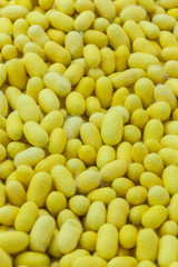 Yellow silk cocoons (Thailand)