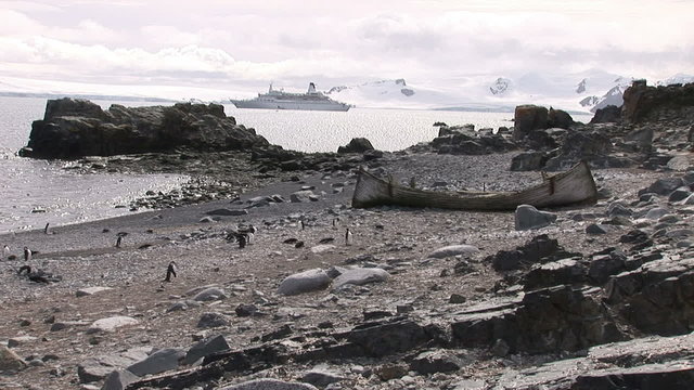 Chinstrap Penguins on rocky beach at Half Moon Island, Antarctica