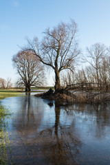 Obraz premium Whimsically shaped trees and a blue sky