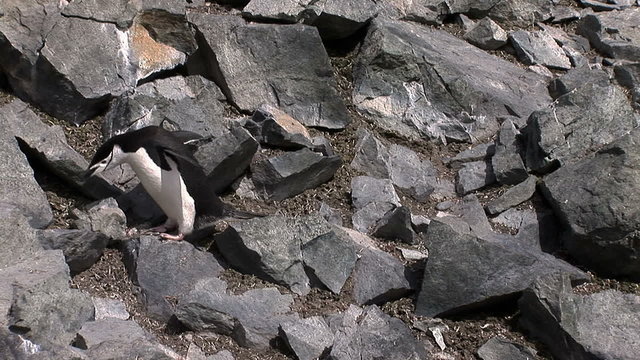 Penguin jumps on rocks at Half Moon Island, Antarctica