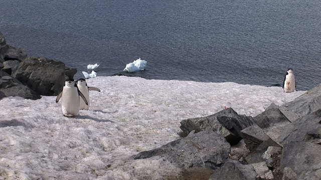 Penguins walking up on snowy coast in Antarctica