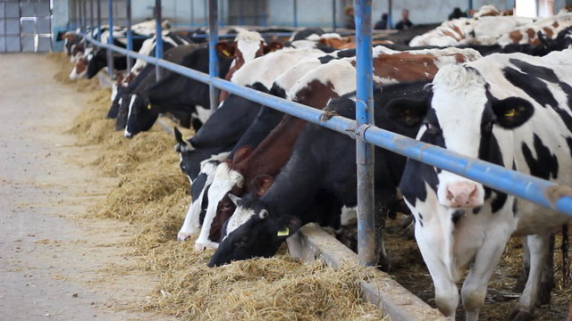 Cows, Dairy Farm