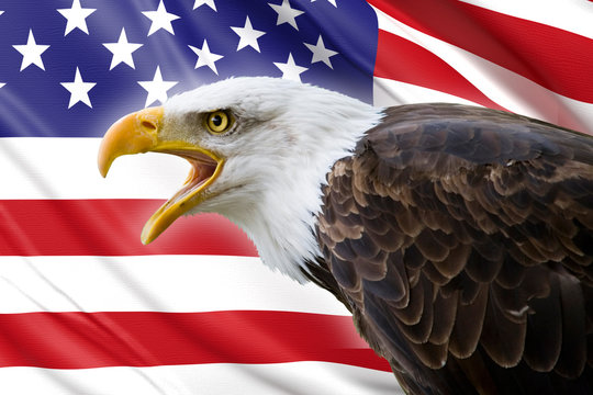 a beautiful bald eagle with a background of a usa flag