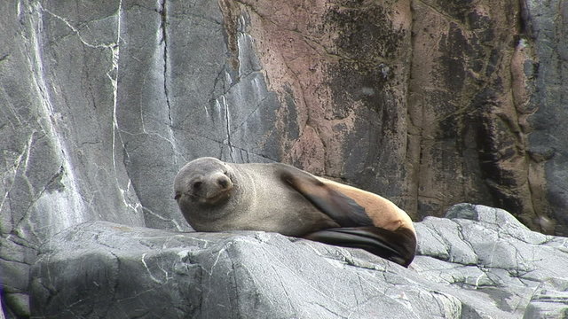 Antarctic Fur Seal on a Rock in Half Moon Bay