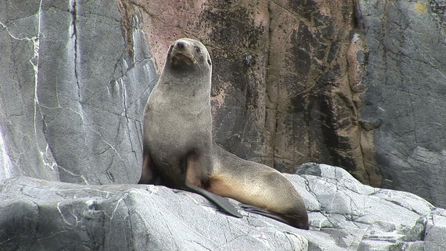 Antarctic Fur Seal on a Rock in Half Moon Bay