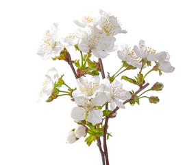 Fototapeta na wymiar White cherry blossom isolated on white.