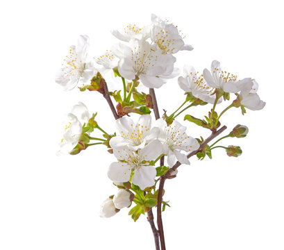 White cherry blossom  isolated on white.