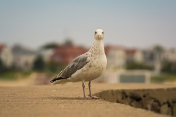 Möwe an der Mole in Warnemünde