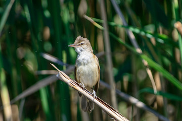 Naklejka premium Cannaiola 1