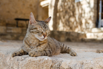 Cat basking in the sun in Greece