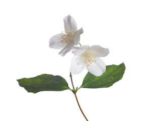 Obraz premium Jasmine flowers isolated on white background