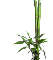 Obraz premium Bamboo isolated on white background. Dracaena braunii