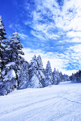 樹氷の中の雪道