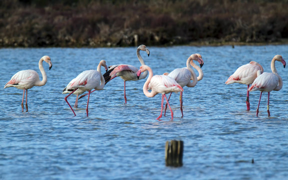Fototapeta Fenicotteri