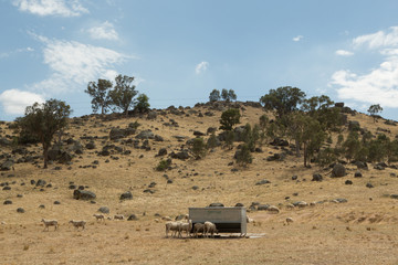 Sheep on dry land