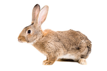 Obraz premium Brown rabbit