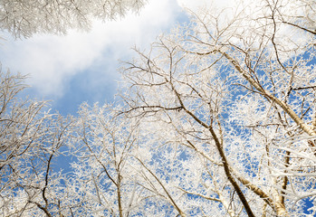 tree branches covered with snow
