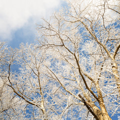 tree branches covered with snow