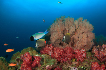 Obraz na płótnie Canvas Coral Reef Underwater