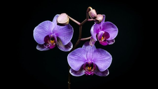 Timelapse of orchid flower blooming on black background