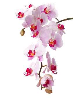 Orchid isolated on white background. Focus on left center flower