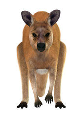 Red Kangaroo