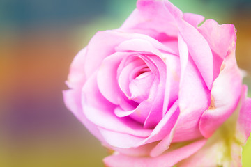 Obraz premium Closeup beautiful macro pink rose
