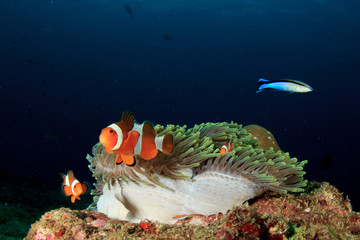 Clownfish (Nemo fish) and anemone