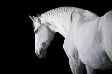 Fototapeta na wymiar White horse on black background