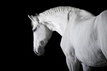 Crédence de cuisine en verre imprimé Léquitation White horse on black background