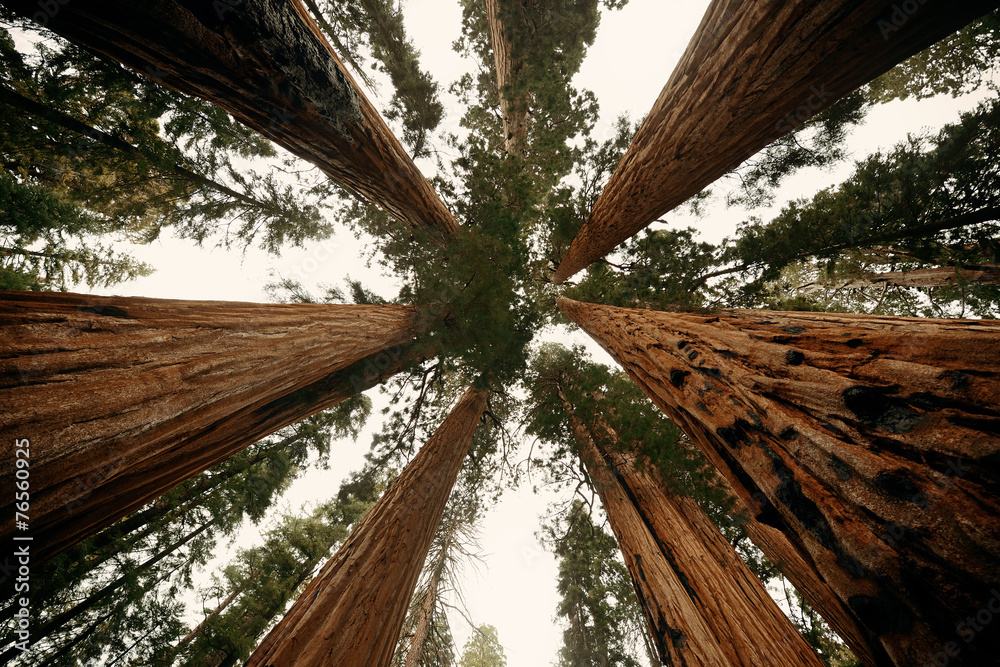 Canvas Prints giant tree