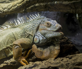 Iguana - Close up of upper body