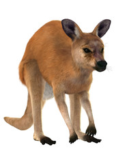Red Kangaroo