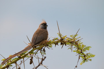 Speckled mousebird
