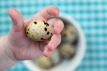 Close up of a child's hand holding a quail egg
