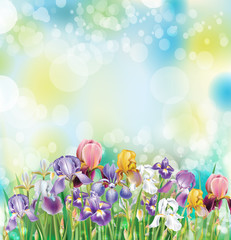 Fototapeta na wymiar Background with Iris flowers